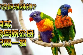 都说是雌雄难辨？其实鸟辨公母只需一招！视频封面