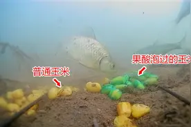 春季打窝，果酸泡的玉米有没有优势，水下对比测试告诉你答案视频封面