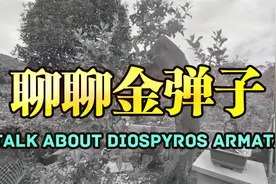 逛园子，聊聊天，顺便学习一些金弹子造型小技巧~视频封面