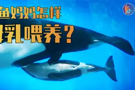 鲸鱼是怎么给幼崽喂奶的？一天竟然能长180斤！视频封面