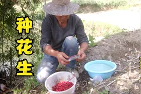 山区种庄稼鸟虫害严重，用这种方法种花生发芽率好，还可防虫防鸟