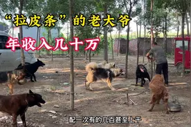 狗市“拉皮条”的老大爷，靠对外配狗，年收入几十万，真不敢想象视频封面