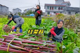 这款红菜苔长的不错，趁下雪前赶紧采摘，才一会儿就摘了一大堆！视频封面
