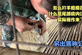 怎么打羊痘疫苗，什么是尾部皮内注射？实际操作来了视频封面