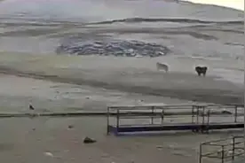 狼冲进羊群引起骚动，不到1岁护羊犬勇敢追撵护羊，直到将狼赶跑视频封面