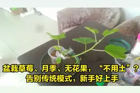 盆栽草莓、月季、无花果，“不用土”？告别传统模式，新手好上手视频封面