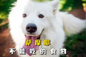 盘点那些萨摩耶不能吃的食物，你不能不知道！视频封面