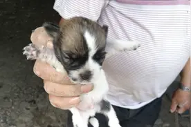 狗与猫的最大区别在于：狗妈妈会很热情地欢迎主人来看它的孩子。视频封面