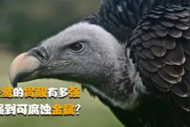 “腐肉之王”秃鹫，胃酸强到可腐蚀金属，虽百毒不侵但也难逃灭绝视频封面