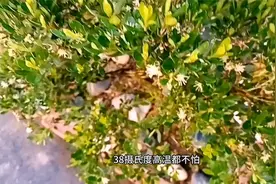 3种绿植真“耐晒”，38℃高温都不怕，越晒越爱长，越热越好看视频封面