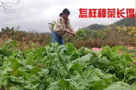 怎样种菜长得快，媳妇分享实用又轻松的方法，半个月就有鲜菜吃视频封面