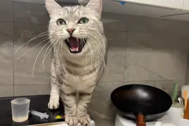 猫咪厨房偷吃被逮，说它两句一脸不高兴跟我顶嘴，没吃到气得嚷嚷视频封面