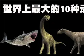 全世界最大的10种动物盘点！视频封面