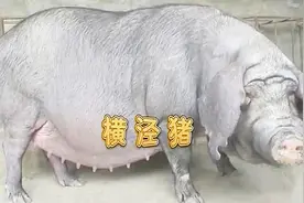 太湖猪本有七种，其中一种竟已经灭绝，纯种二花脸猪也急剧下降视频封面
