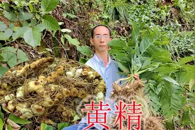 深山采挖野生黄精，10年以上遇到一大窝，收获15斤左右好货视频封面
