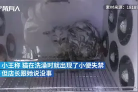 浙江杭州 小猫在宠物店洗澡烘干过程中死亡 主人索赔五千视频封面