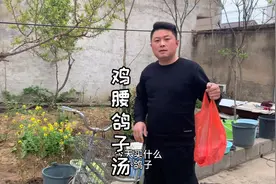 两只鸽子一斤鸡腰子炖个“补气汤”自家香椿采炒鸡蛋，满满春天味视频封面