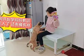 狗狗为了吃小主人零食，竟学妈妈样子教训呵责小主人，太逗了！视频封面