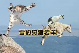 雪豹跳崖式狩猎岩羊，从百米悬崖上坠落，依旧死咬猎物绝不松口视频封面