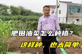 肥田油菜的种植方法，简单方便，种植成本低，一亩地二三十块钱视频封面
