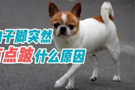 狗子脚突然有点跛什么原因视频封面