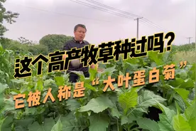 一亩地二三十块钱成本，亩产高达10吨以上的牧草，种一次管10以上视频封面