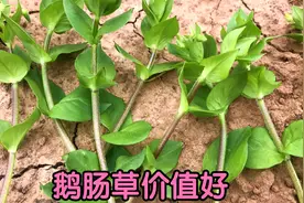 鹅肠草是一种不错的中草药，它的价值与用途，值得点赞收藏视频封面