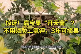 嘉宝果“开天窗”？不用磷酸二氢钾，3年可摘果视频封面