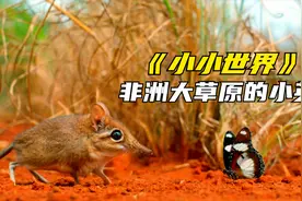 9.6分纪录片《小小世界》，动物世界的好莱坞，每个画面都想截屏视频封面