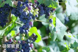 干沙滩成了瓜果飘香的金沙滩！山海情中的闽宁镇如今怎样了视频封面