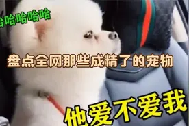 盘点20个成精的萌宠，猫咪霸气占狗窝，狗狗只能在一旁嘤嘤叫视频封面