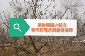 效果远超石硫合剂的清园方案，冬季清园喷一喷，能防几十种病虫害视频封面