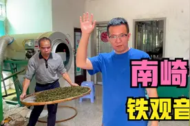 来到铁观音最火热产区—南崎，毛茶收购价破1000，看看有没有踩坑视频封面