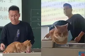 橘猫也“打工”？橘猫乱入课堂被老师当作教具，网友：请付工资吧视频封面