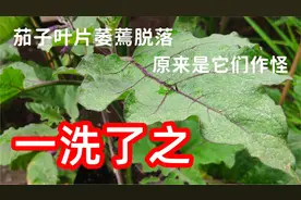 茄子叶子枯萎？随手治理茄子叶螨病，白蜘蛛，红蜘蛛通通消灭光视频封面