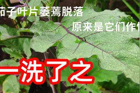 茄子叶子枯萎？随手治理茄子叶螨病，白蜘蛛，红蜘蛛通通消灭光视频封面