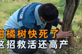 脐橙树烂根黄叶快死了，用这招还可以救活，产量还能恢复。视频封面