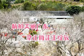 航拍美丽广东：惠东梁化梅花正绽放视频封面