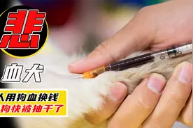 靠卖狗血月入过万？铲屎官用狗血换钱，1毫升=50元！视频封面