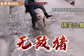 猪疯狂后会做什么让人意想不到的举动，搞笑合集视频封面