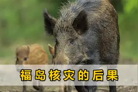 日本核辐射致野猪变异，催生新物种肆虐福岛，基因研究有意外发现视频封面