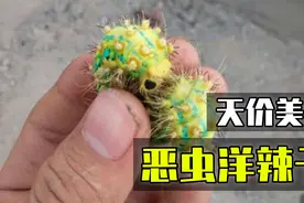 恶虫洋辣子：从童年阴影到天价美食，体内两条经脉还藏着秘密！视频封面