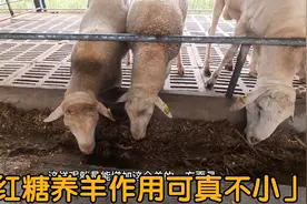 农村养羊巧用“红糖”，不光能治羊病还能给羊增膘，大家不妨试试视频封面