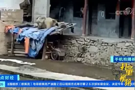 甘肃陇南：国家一级保护动物羚牛现身山村|正点财经视频封面