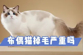 布偶猫掉毛严重吗？饲养之前，建议了解清楚视频封面