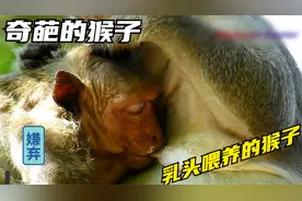 第一次看到大胖子猴子喝了好多奶，用乳头喂养的猴子视频封面
