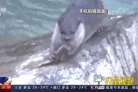 快来围观！云南怒江工作人员拍摄到水獭在独龙江捕食画面视频封面