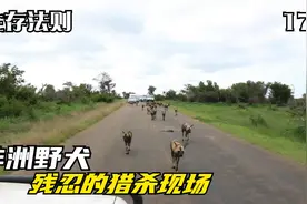 非洲野犬庞大的家族集体狩猎，凶残的猎杀过程丝毫也不逊于鬣狗视频封面