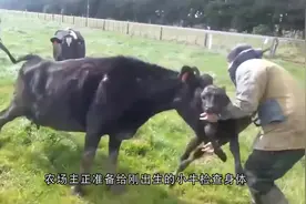 农场主想要抱走小牛，不料被母牛发现了，下一秒请憋住别笑视频封面