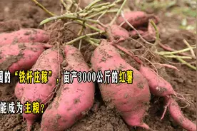 曾是我国“铁杆庄稼”，亩产3000公斤的红薯，为何不能成为主粮？视频封面
